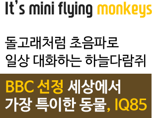 it's mini flying squirrels