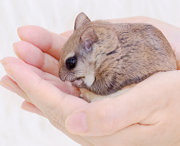 하늘다람쥐사진